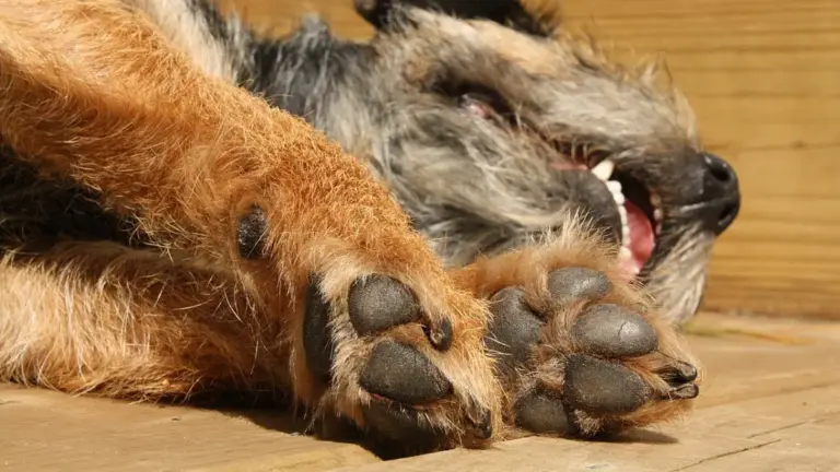Como limpar xixi de cachorro sem deixar cheiro nem danificar o piso