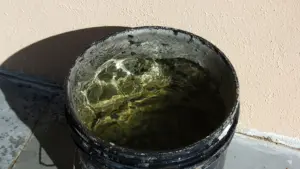 Como reaproveitar água do enxágue com cuidado na limpeza do quintal